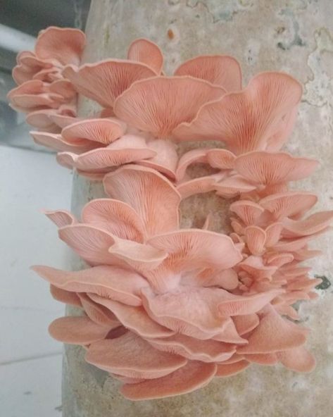 Selkie ™ on Instagram: “Flamingo Oyster Mushrooms. Oh to cook with these...” Frilly Mushroom, Mushroom On Tree, Pink Oyster Mushroom, Oyster Mushroom, Oyster Mushrooms, Make A Character, Fantasy Collection, No Waste, Small Batch