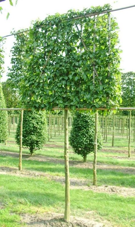 Best Pleached Trees (Our Top 5 trees we recommend) - Practicality Brown Screening Trees, Pleached Trees, Hedge Trees, Boxwood Garden, Garden Hedges, Front Garden Design, Garden Privacy, Back Garden Design, Topiary Trees