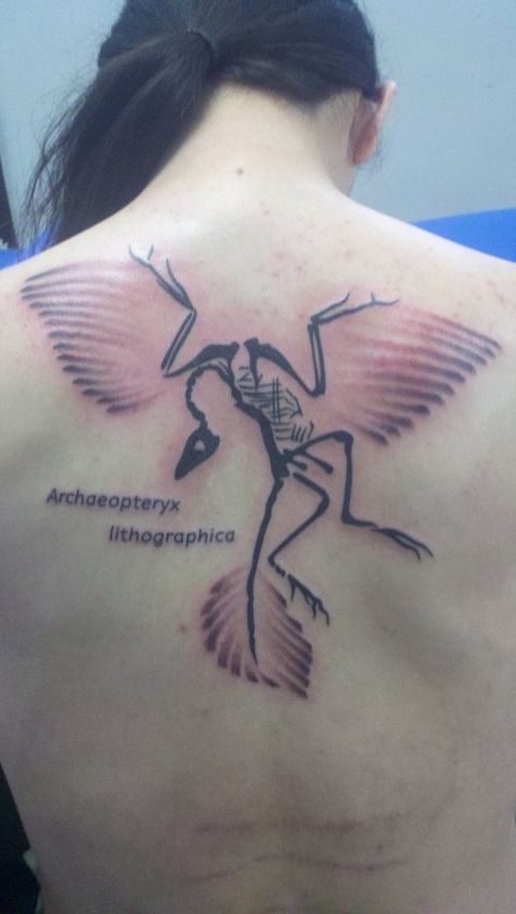 #Archaeopteryx #science #fossil #evolution Tiktaalik Tattoo, Anomalocaris Tattoo, Small Fossil Tattoo, Archaeopteryx Tattoo, Dinosaur Fossil Tattoo, T Rex Fossil Tattoo, Fossil Tattoo, Atheist Tattoo, Trilobite Tattoo Fossil