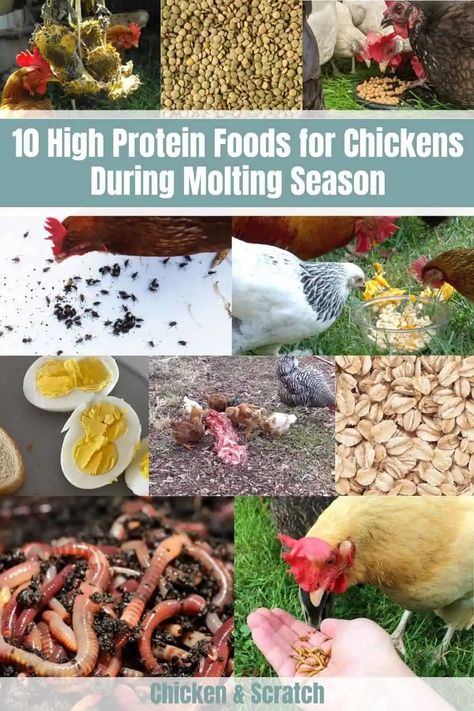 High Protein For Chickens, What To Feed Molting Chickens, Diy High Protein Chicken Feed, Molting Chickens Hens, Chicken Health Issues, Foods For Chickens, Chicken Molting, Protein For Chickens, Chicken Feed Diy