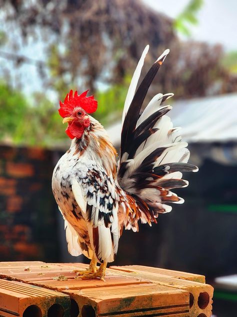 Chicken Photography, Serama Chicken, Roma Style, Ranch Living, Pasta Das, Beautiful Chickens, Crazy Chicken, Crazy Chicken Lady, Chicken Lady