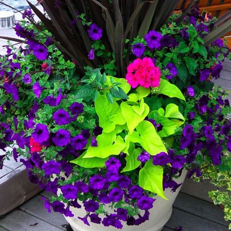 Cottage Planters, Vines Garden, Fair Garden, Plant Obsession, Patio Gardens, Purple Petunias, Family Farmhouse, Pink Geranium, Flower Containers