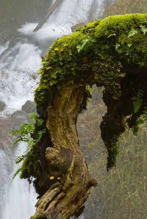 Moss Covered Tree, Tree Branch Reference, Moss Creature, Moss On Trees, Moss On Tree, Moss Tree, Mossy Tree, Natural Photo, Moss Covered