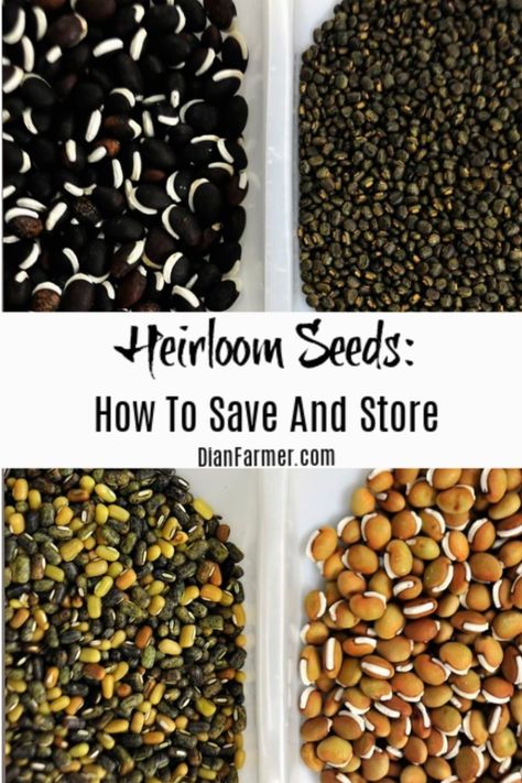 Homesteading Checklist, How To Store Seeds, Gardening Seeds, Seed Storage, Seed Kit, Vegetable Garden For Beginners, Thrifty Thursday, Homestead Gardens, Natural Fertilizer