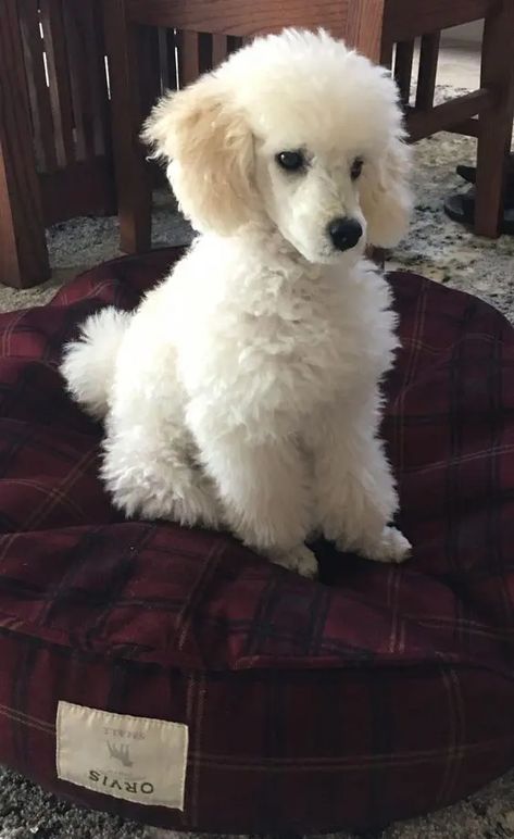 15 Useful Facts For Those Who Want To Adopt a Poodle | PetPress Puppy Pfp, Toy Poodle Haircut, Poodle Tattoo, Anjing Poodle, Sketch Nature, Staffordshire Bull Terriers, Poodle Haircut, Animal Aesthetic, Animal Sketch