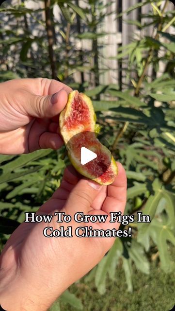 Plant Fanatics on Instagram: "🌿 Growing Fig Trees in Cold Climates? Yes, you can! 🥶🍃 Learn how to achieve a massive harvest even if you’re in a chilly zone—no green thumb needed! 🌳✨ From easy tips to foolproof techniques, I’ll guide you through growing figs in any weather. Perfect for beginners and seasoned gardeners alike. 🌱🍓 #FigTree #ColdClimateGardening #GardeningHacks #GrowYourOwn #Homesteading #WinterGardening #GardenToTable #PlantLovers #FruitHarvest #GardeningTips #DIYGarden #UrbanFarming #GardenInspiration #BackyardGardening #GreenThumb #GardeningForBeginners #FigTreeCare #PlantPropogation" Growing Figs, Growing Fig Trees, Cold Climate Gardening, Fig Trees, Fig Tree, Urban Farming, Gardening For Beginners, Grow Your Own, Winter Garden