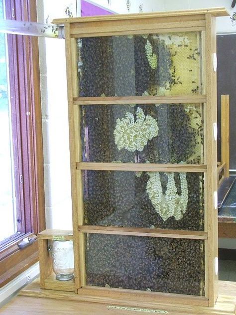 Observation Hive, Bee Keeping Hives, Honey Ideas, Bee Hive Plans, Bee Houses, Raising Bees, Raising Chicks, Bee Swarm, Mason Bees