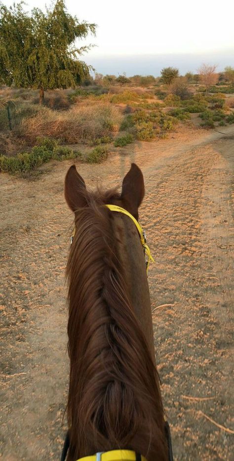 Beautiful Horses Photography, Indian Horses, Cute Horse Pictures, Beautiful Arabian Horses, Horse Aesthetic, Most Beautiful Horses, Baby Horses, Horse Ranch, Brown Horse