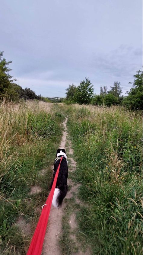 Dog Summer Aesthetic, Dog And Owner Aesthetic, Walk Dogs Aesthetic, Dog Nature Aesthetic, Hiking With Dogs Aesthetic, Working With Dogs Aesthetic, Border Collie Hiking, Owning A Dog Aesthetic, Walks With Dog Aesthetic