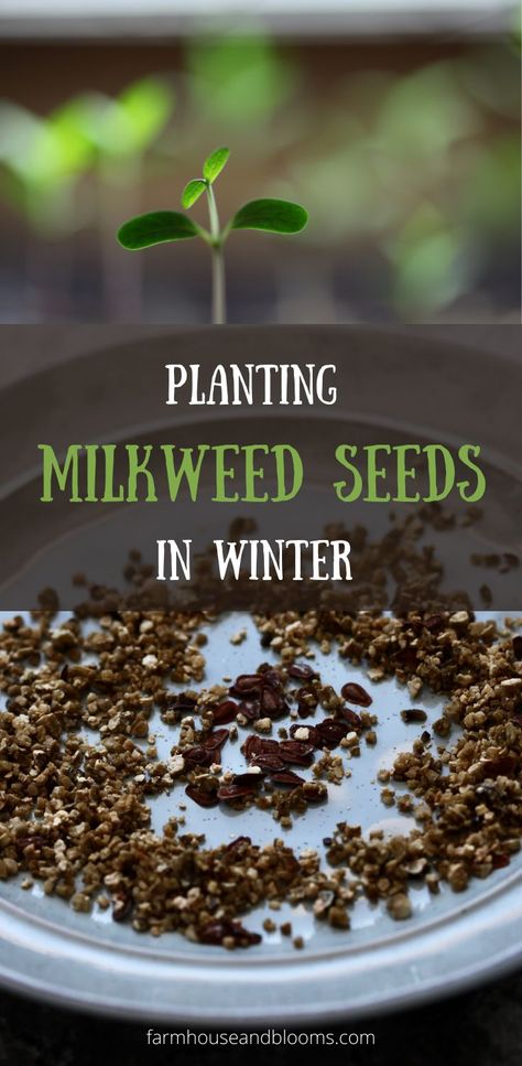 two pictures, one of milkweed seeds in vermiculite, and one of a new milkweed seedling Planting Milkweed Seeds, How To Plant Milkweed Seeds, Milkweed Plant How To Grow, Growing Milkweed, Milkweed Garden, Planting Milkweed, Milkweed Seeds, Garden Winter, Butterfly Garden Design