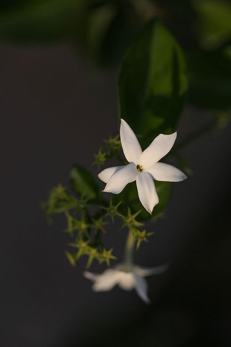 Jasmine Jasmine Flower, Full Moon, Moon, Green, White