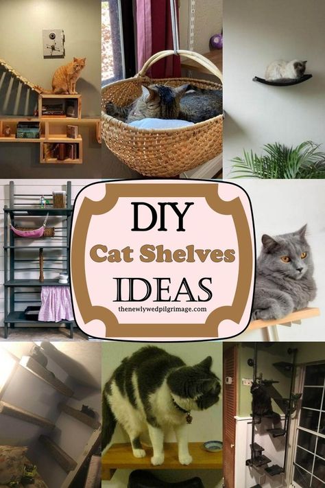 20 DIY Cat Shelves Ideas Diy Cat Shelves, Floating Cat Shelves, Katt Diy, Cat Climbing Wall, Chat Diy, Cat Shelf, Cat Wall Shelves, Diy Cat Tree, Shelves Ideas