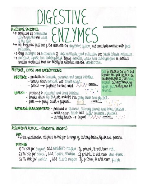 Digestive Enzymes Notes, Digestive Enzymes Biology Notes, Enzymes Biology Notes, Enzymes Biology, Enzymes For Digestion, Gcse Biology, Bio Notes, Science Revision, Biology Revision