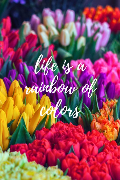 Life is full of different colours and we must motivate ourselves to feel each colourlife throws at us. #lifelessons#quotes#motivation Colourful Life Quotes, Lifelessons Quotes, Captivating Quotes, Colourful Life, Vibe Quote, Color Quotes, Different Colours, Yard Ideas, My Vibe