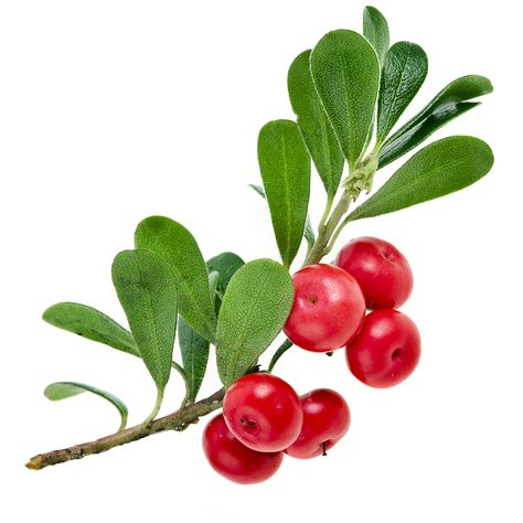 Bearberry Jolie Photo, Fruit And Veg, Natural Glow, Red Berries, Photo Reference, Botanical Illustration, Botanical Art, Botany, Watercolor Flowers