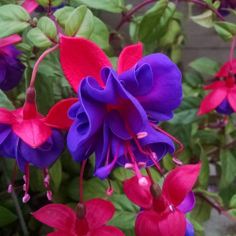 FUCHSIA_DARK_EYES_FUCHSIA_GC_FUCDE_01 Fuchsia Plant, Eyes Care, Courtyard Gardens, Strange Flowers, Fuchsia Flower, Fuchsia Flowers, How To Attract Birds, Unique Trees, No Rain