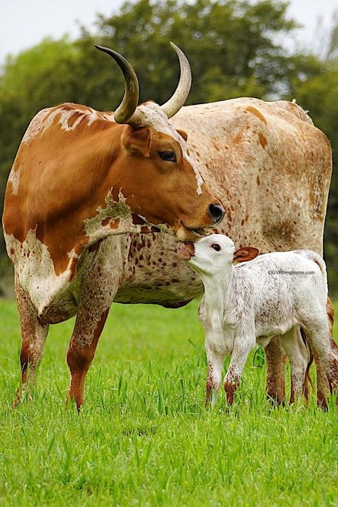 Texas longhorn cow and calf making their pasture pretty. If you are considering a Texas longhorn calf or raising Texas longhorn cattle in Texas, read our blog 6 Tips | BEFORE you bring your Texas longhorn calf home #gvrlonghorns #texaslonghorncattle #cattle #livestock #texasranching #cowphotography #goats Cows Pictures, Pretty Cows, Cattle Pictures, Longhorn Calf, Cow With Calf, Texas Longhorn Cow, Texas Longhorn Cattle, Nguni Cattle, Cow And Calf