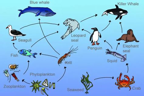 Aquatic Food Chain: What Happens To The Bodies Of Aquatic Animals When They Die? Marine Food Chain, Food Chain Diagram, Ocean Food Web, Science Food Chains, Food Chain Worksheet, Ocean Food Chain, Ecosystems Projects, Ocean Food, Science Penguin