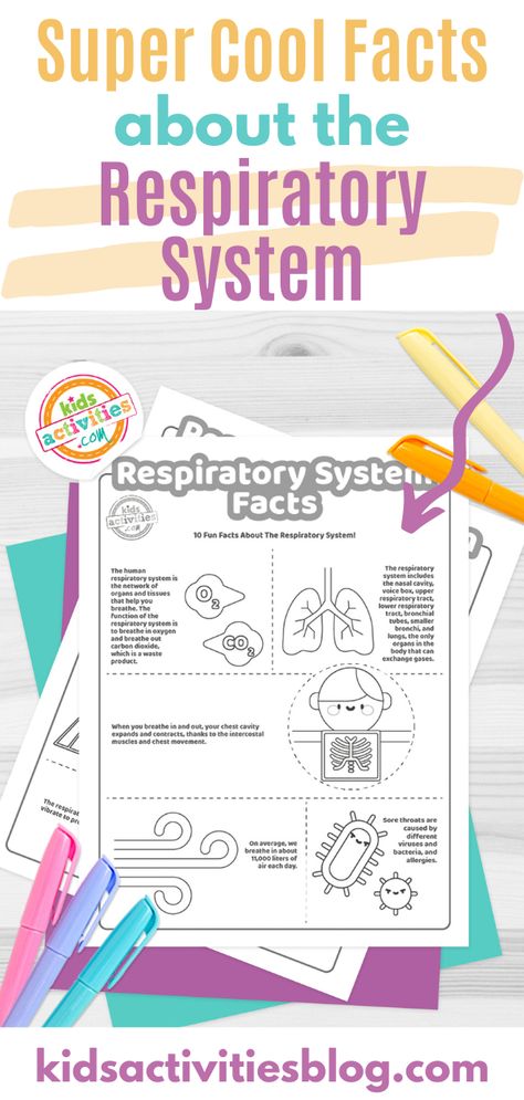 Super Cool Facts About the Respiratory System For Kids Who Love Learning! These fun facts are a great activity for kids who are curious about how human beings work from the inside out, the body systems, and of course, the respiratory organs. They are especially great for older kids in primary and middle school. Respiratory System Projects, Respiratory System Activities, The Body Systems, The Respiratory System, Cool Facts, Keeping Kids Busy, Human Body Systems, Love Learning, Facts For Kids