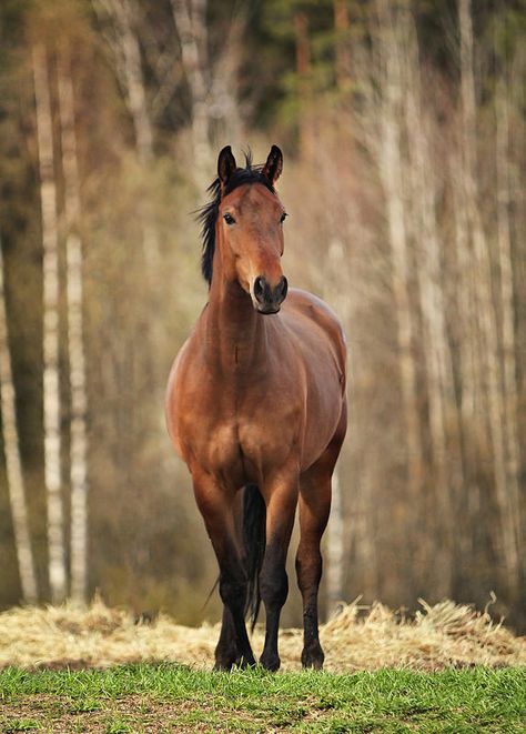 Horse Pics Beautiful, High Quality Horse Photography, Aesthetic Horse Riding, Brown Horse Aesthetic, Horse Galloping Photography, Autumn Horse Photography, Horse Background, Brown Horse Photography, Horse Riding Aesthetic