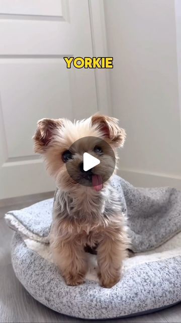 Party Yorkie Haircut, Yorkiepoo Haircut Styles, Floppy Ear Yorkie Haircuts, Yorkshire Terrier Haircuts, Morkie Haircut Hairstyles Teddy Bears, Yorker Haircut, Yorkie Haircuts Female, Yorker Poo, Cute Yorkies