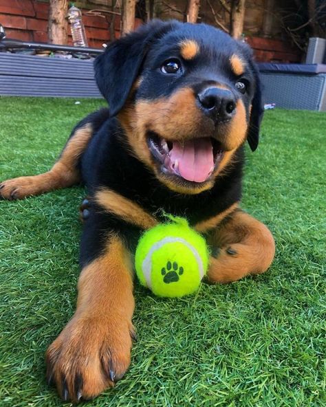 Rottweiler puppies for sale in utah Baby Rottweiler, German Rottweiler Puppies, Golden Retriever Wallpaper, Cute Puppies For Sale, German Rottweiler, Rottweiler Puppies For Sale, Calm Environment, Most Beautiful Dogs, Cute Dogs Images