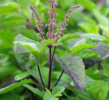 How a Tulsi plant in your home can predict your future! Tulsi Tree, Tulasi Plant, Krishna Tulsi, Ocimum Tenuiflorum, Ayurvedic Plants, Tulsi Plant, Basil Seeds, Basil Plant, Holy Basil