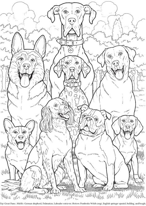 Welcome to Dover Publications Vintage Coloring Pages, Dover Coloring Pages, Dover Publications Coloring, Colouring In Pages, Dog Coloring Book, Coloring Animals, Dog Embroidery Designs, Dog Embroidery, Dover Publications