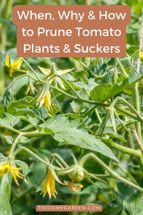 Training Tomato Plants, Tomato Pruning Tips, Diy Tomato Greenhouse, Prune Tomato Plants How To, Best Way To Support Tomato Plants, Best Way To Stake Tomato Plants, How To Take Care Of Tomato Plants, Tomatoe Plant Care, Topping Tomato Plants