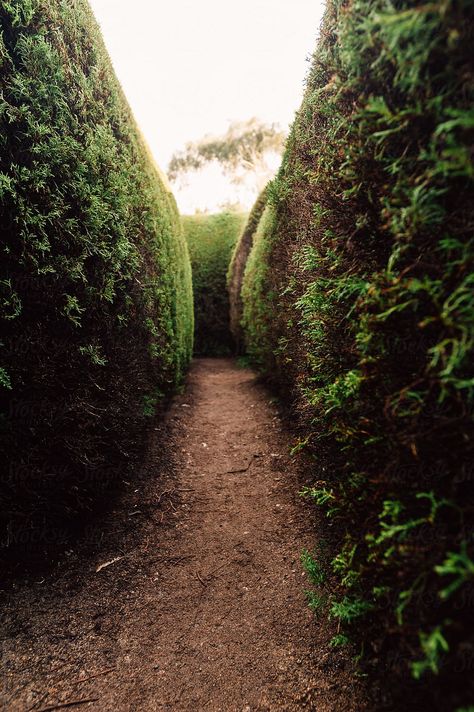 dark and gloomy pathway in a hedge maze by Gillian Vann for Stocksy United Hedge Maze Aesthetic Dark, Hedge Labyrinth, Garden Maze Aesthetic, Hedge Maze Aesthetic, Gillian Aesthetic, A Marvellous Light, Maze Aesthetic, Hedge Maze, Garden Maze