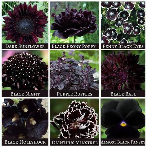 Witchy Garden, Gothic Flowers, Goth Garden, Goth Witch, Spell Books, Gothic Garden, Witch Garden, Flower Meanings, Black Garden