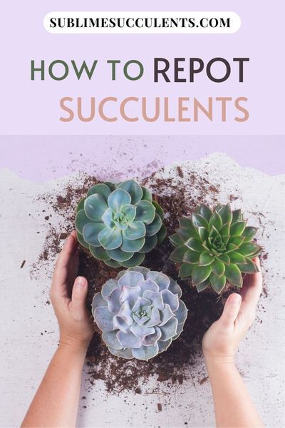 Repotting your beloved succulent can be daunting if you�ve never done it before, but don�t worry! It�s easy to do and totally harmless! Learn how to repot succulents in this guide. #succulents #indoorgardening #outdoorgardening #gardeningtips #repotting Repot Succulents, Replanting Succulents, Repotting Succulents, Succulent Species, Flowering Succulents, Propagating Succulents, Succulent Soil, Growing Succulents, Succulent Gardening