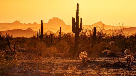 Arizona Yuma Etats-Unis - Golden Sunset in Arizona Photo by Andrei Stoica — National Geographic Your Shot - The desert takes on a golden glow before the sun sets behind the mountains near Yuma, Arizona. Desert Landscape Photography, Cowboy Core, Blood Meridian, Arizona Aesthetic, Rivers In The Desert, Desert Background, Sunset Desert, Yuma Arizona, Desert Aesthetic