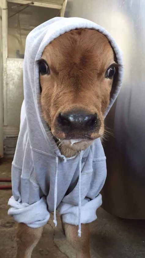 Big Hoodie, Baby Farm Animals, Baby Cow, Animals Cute, Cute Funny Animals, High Collar, Farm Animals, Funny Animals