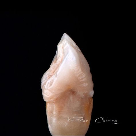 Entire tooth build-up  #canine #dentaltech #dentalceramic #vitavmkmaster #dentalphotography #dentistryworld #zahntechnik Dental Ceramics, Dental Photography, Canine Tooth, Dental Technician, Dental Art, Skin Care Tutorial, Glass Beach, Wax, Skin Care