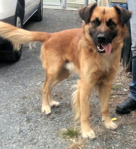 Max the Golden Shepherd Golden Shepherd, Preppy Dog, Golden Retriever Mix, Wild Animals Pictures, Animals Pictures, Warrior Cats, Cute Creatures, Beautiful Dogs, Animal Kingdom