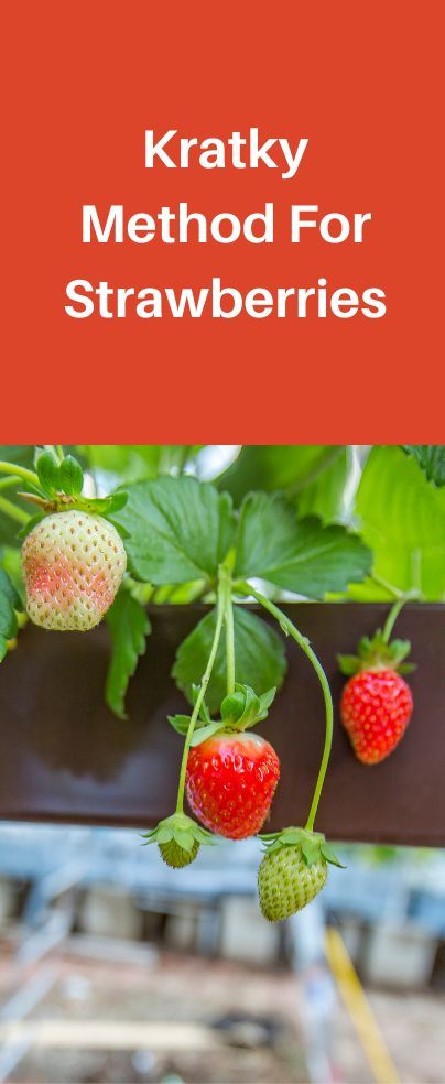 If you wish to learn about growing strawberries using the Kratky method, we will let you know in this post. A Kratky method is a form of passive hydroponic method and it is known as the simplest form of hydroponic system. This type of simple hydroponic technique is named after Bernard Kratky who’s a researcher at the University of Hawaii. You can grow various plants such as herbs, leafy greens, pepper, or tomatoes, as well as strawberries successfully using the Kratky technique. Kratky Method, Strawberry Hydroponics, How To Grow Strawberries Hydroponically, Dwc Hydroponics Diy, Hydroponic Strawberries, Hydroponic Nutrient Recipe, Strawberry Runners, Kratky Hydroponics Mason Jar, Strawberry Tower