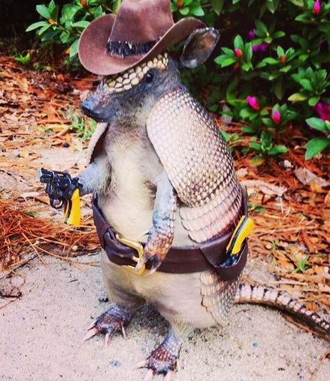 Armando. Cowboy armadillo taxidermy mount with vintage pop gun pistols and handmade leather holster and rattlesnake banded handmade hat. By Olivia Reynolds Cowboy Hat Tattoo, Taxidermy Mounts, Vintage Pop, Handmade Hat, Taxidermy, Handmade Leather, Leather Handmade, Cowboy Hats, Springs