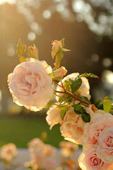 An Early Morning Walk  Rose Garden Photo Print by MermaidSightings, $7.00 Easy Crochet Rose, Early Morning Walk, Flower Cottage, Morning Walk, Autumn Scenery, Beautiful Flowers Wallpapers, Crochet Rose, Garden Photos, Morning Flowers