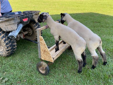 Show Lamb Pen Ideas, Show Lamb Workouts, Show Lambs Supplies, Lamb Showing Tips, 4-h Goat Project, Sheep Showing Tips, 4h Sheep Project Lamb, Show Goat Pen Ideas, Show Lamb Barn Ideas