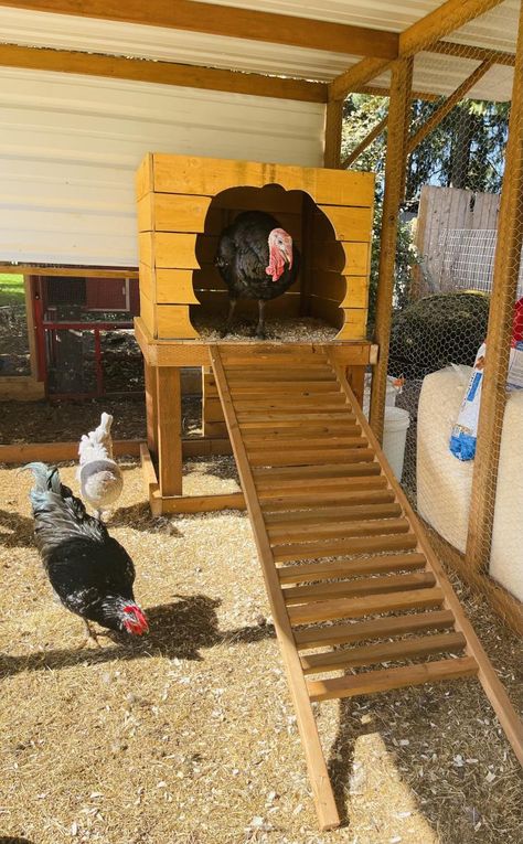 Chicken Housing Ideas, Turkey And Chicken Coop, Carport Chicken Run, Turkey Cages Ideas, Turkey Coop Diy, Turkey Pens Ideas, Turkey Nesting Box Ideas, Turkey Brooder Ideas, Turkey Shelter Ideas