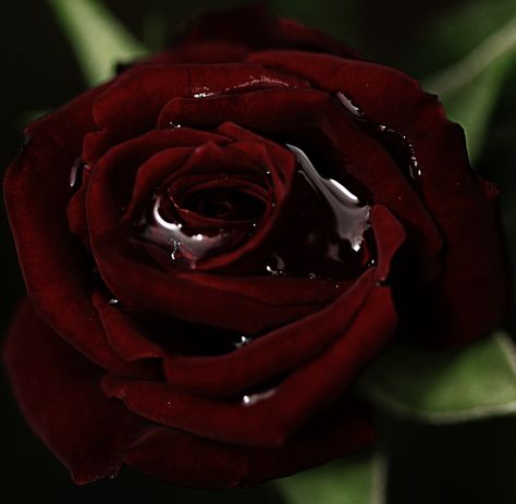 Bleeding Rose Rose Blood, Rosé Core, Burgundy Aesthetic, Rose Quotes, Dark Red Roses, Gothic Tattoo, Rosé Aesthetic, Quotes By Authors, Gothic Aesthetic