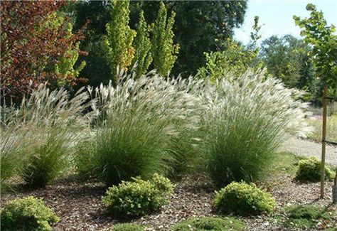 I love ornamental grasses - this Miscanthus has feathery white tips that are just beautiful in a breeze! Miscanthus Sinensis, Perennial Grasses, Waterwise Garden, Front Yard Design, Grasses Landscaping, Landscape Plans, Backyard Inspo, Sun And Water, Ornamental Grasses