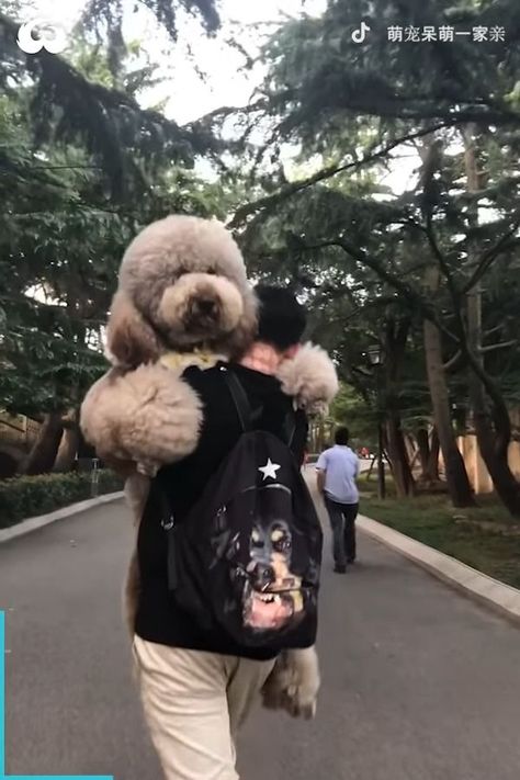 Large Poodle Dogs, Fluffy Poodle Haircut, Giant Poodle Dog, Big Poodle Dogs, Big Poodle, Standard Poodle Haircuts, Giant Poodle, Poodle Haircuts, Cello Photography