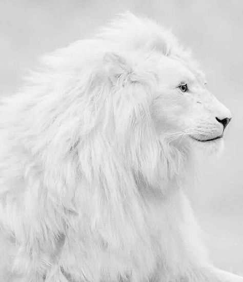 Dpz Albino Lion, Beautiful Lion, Albino Animals, Inspiring Photography, White Lion, On The Ground, Wild Hearts, Animal Photo, Beautiful Cats