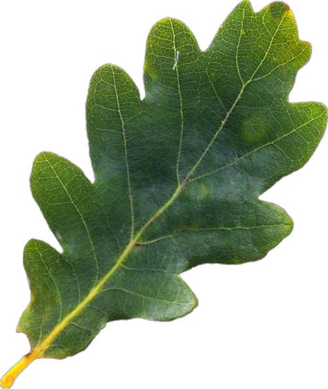 Oak Tree Leaves, Fall Leaves Png, Leaf Png, Acorn Leaf, Leaves Png, Png Aesthetic, Oak Leaf, Tree Leaves, Oak Tree