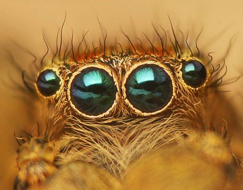 Eyes of Jumping spider - Marpissa radiata Spider Fact, Spider Pictures, Scary Facts, Jumping Spider, Gentle Monster, Types Of Photography, Eye Drawing, Creature Design, Spiders