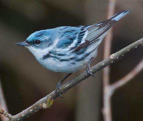 Types Of Forests, Painted Bunting, Common Birds, Bird Migration, Migratory Birds, Bird Watchers, Invasive Species, North Georgia, Song Bird