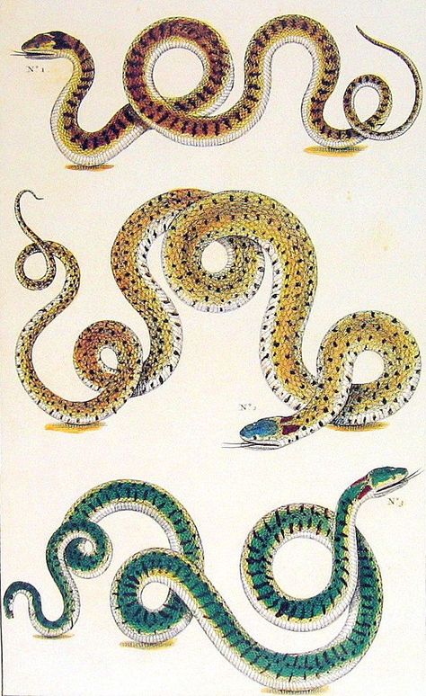 Botanical Images, Snake Illustration, Cobra Snake, Traditional Tattoo Art, Natural Curiosities, Cabinet Of Curiosities, Snake Tattoo, Reptiles And Amphibians, Japanese Tattoo