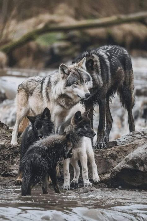 Wolves Aesthetic, Wolf Packs, Colorado Wildlife, Mountain Kingdom, 2 Wolves, Wolf Mates, Black Wolves, Wolf Aesthetic, Wolf Family